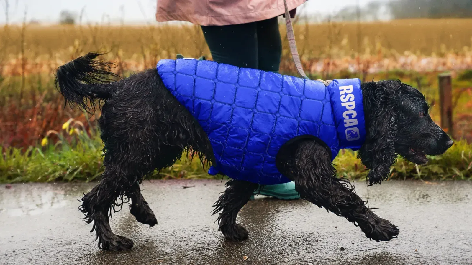 RSPCA, image 4