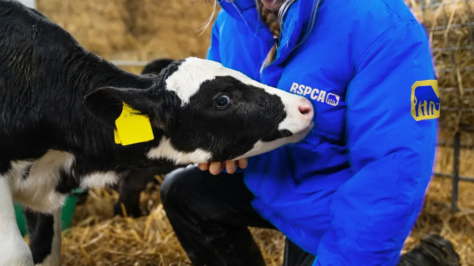 RSPCA, image 6