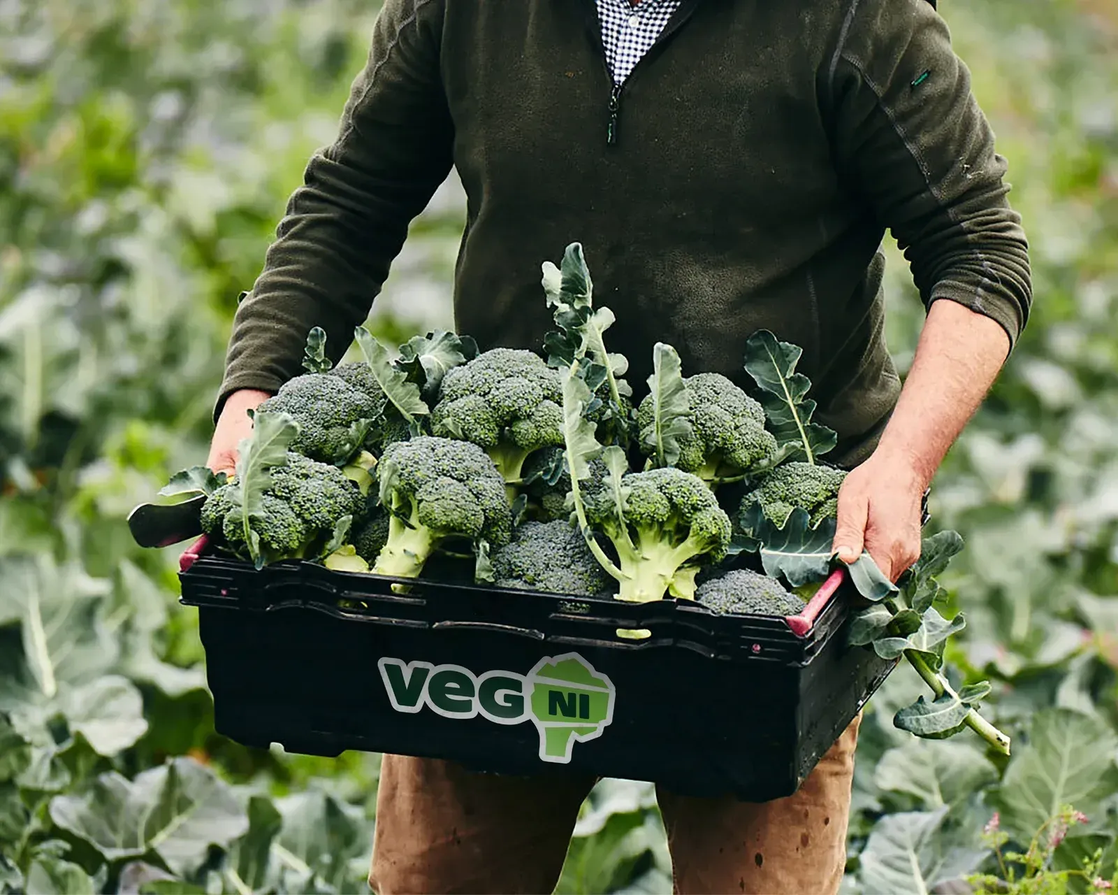 Veg NI, image 5